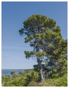 épingle alep